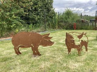 AC35 - Cochon de face