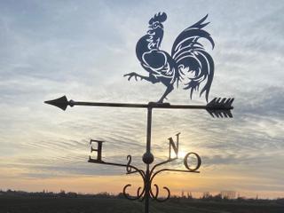 GIR4 - COQ FLAMAND