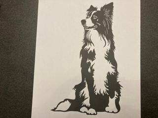 INT60 - Border Collie assis